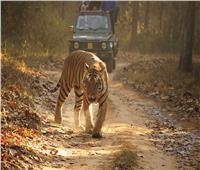 محميات النمور في الهند تساهم في الحد من الانبعاثات الكربونية
