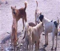 محافظ أسوان : ١٠٠ جنيه مكافأة عن كل كلب ضال يتم تسليمه للإيواء 