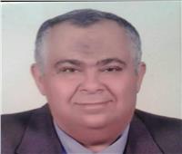مدير معهد الإنتاج الحيواني: «الفرخة المصرية طنطا 1» تغزو الأسواق خلال عامين | خاص