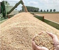 التموين تضبط كميات من القمح لدى مربي المواشي وفي المزارع السمكية| تفاصيل