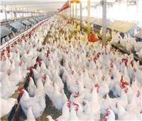 «متحدث الزراعة»: الدولة تهدف لتعظيم الإنتاج الحيواني