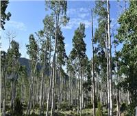 «باندو».. حيرت العلماء أكبر شجرة حية تصدر أصواتا عالية 