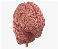 دراسة: شكل تصميم مخ الإنسان يحدد أفكاره وسلوكه