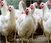 الإحصاء: 1.4 مليار دجاجة تم ذبحها عام 2022