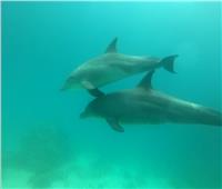  دلافين ترضع صغارها تحت الماء تجذب السياح إلى شواطئ الغردقة