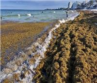 دراسة تحذر من تعرض شواطئ فلوريدا لكتلة أعشاب بحرية عملاقة 