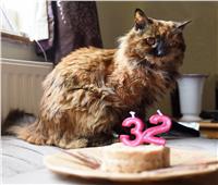 القطة «روزي» الأكبر في العالم تحتفل بعيد ميلادها الـ32 | صور