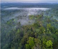الرئيس البرازيلي يكشف عن خطة لوقف إزالة الغابات في الأمازون
