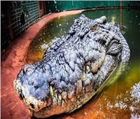 عمره 120 عاماً.. أكبر تمساح في العالم يحتفل بعيد ميلاده