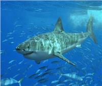 «القومي لعلوم البحار»: أسماك القرش لا تتغذى على لحوم البشر | فيديو