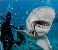 علوم البحار: لا داعي للقلق بشأن حوادث أسماك القرش.. وهذا سبب ظهورها 