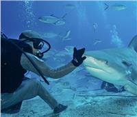 «علوم البحار» يطمئن المواطنين.. ويوضح أسباب تغير سلوك أسماك القرش