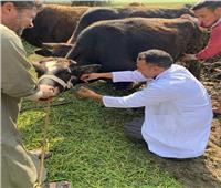 خلال شهر مايو الماضي.. فحص 4467 رأس ماشية ضد البروسيلا و السل البقرى