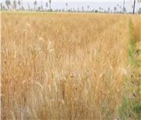 انتهاء موسم حصاد القمح بالإسكندرية.. والصوامع استقبلت 112.3 ألف طن