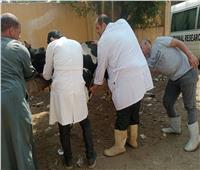 قافلة علاجية مجانية بقرية المنوات.. وعلاج 390 حيوان من الأبقار بـ«الجيزة»