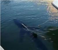خطر على شاطئ كوستا بلانكا... سمكة قرش عملاقة تسبح في الساحل | فيديو 