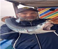 «السياحة والمصايف» تكشف حقيقة ظهور أسماك القرش على شواطئ الإسكندرية