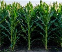 «الزراعة» تقدم 11 توصية لمزارعي محصول الذرة الشامية