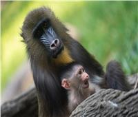 حديقة حيوان «اوهايو» تشهد ولادة قرد ينتمي إلى فصيلة «الماندريل» النادرة