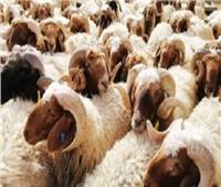 140 جنيها البقري و155 للضاني.. «الزراعة» توضح أسعار الأضاحي