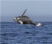 دراسة تكشف سر ضخامة الحيتان