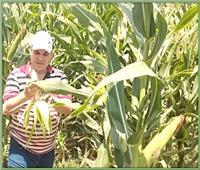 مستشار وزير الزراعة يحدد خطوات مكافحة دودة الحشد في محصول الذرة