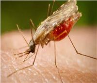 إصابات بالملاريا للمرة الأولى منذ 20 عامًا في الولايات المتحدة