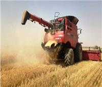 محافظ القليويبة: توريد 88 ألف طن من القمح بنسبة بلغت 144.3% 