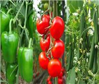 الزراعة: إطلاق برنامج لإنتاج تقاوي الخضر لتوفيرها بأسعار مخفضة  