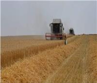 محافظ الإسماعيلية: توريد ٩٦.٨ ٪ من المستهدف من القمح المحلي 