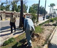 محافظ الإسكندرية: زراعة ٢٥٠٠ شجرة بأحياء الثغر في 3 أسابيع
