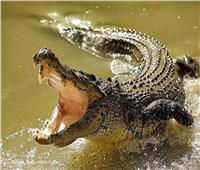 مزاد لحماية البشر.. ناميبيا تبيع 40 تمساحاً 