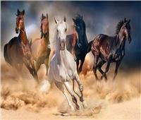 كيف تأثر سوق التأمين على الخيول بـ«كوفيد 19»؟.. الاتحاد المصري يجيب