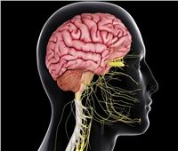 دراسة: اكتشاف خلايا عصبية داخل الدماغ تستجيب للتغيرات في مستوى السكر في الدم