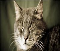 «وباء جديد».. ينتشر في قبرص بين القطط
