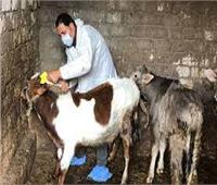 السبت.. انطلاق الحملة القومية لتحصين الماشية ضد الحمى القلاعية بالإسكندرية