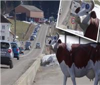 حقيقة «البقرة الرادار» في سويسرا