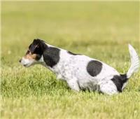 أعراض التهاب المسالك البولية في الكلاب