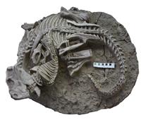 اكتشاف متحجرة في الصين لحيوان ثديي يهاجم ديناصورًا