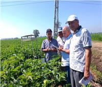 الزراعة: حملات مكافحة الآفات تتابع المحاصيل الصيفية بكفر الشيخ  