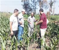 محاصيل تحــت الحماية|  متابعة ميدانية لزراعات القطن والذرة والأرز بكفر الشيخ