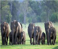 سريلانكا تضاعف مساحة الأسوار المكهربة لتخفيف الاحتكاك بين السكان والفيلة