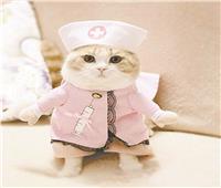 القطة الممرضة.. تعتني بصاحبها المصاب بسرطان الدم غير القابل للشفاء
