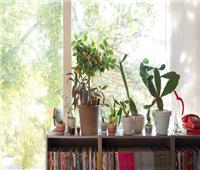 أبرزها الياسمين.. 5 نباتات تجذب الطاقة الإيجابية في المنزل