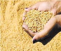 التموين: استقرار إمدادات القمح بعد انسحاب روسيا من اتفاقية الحبوب