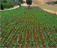 أبو اليزيد: مصر تشهد نهضة تنموية بالقطاع الزراعي رغم الأزمات العالمية
