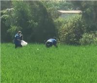 مباحث الغربية تكشف العثور على جثة متسول بزراعات الأرز في طنطا