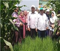 لأول مرة.. خبراء «البحوث» ينجحون في تحميل محصول الذرة على الأرز بالدقهلية