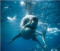 أسماك القرش في سواحل فلوريدا متهمة بتعاطى الكوكايين