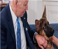واقعة مأساوية.. كلب بايدن يعقر موظفين في البيت الأبيض